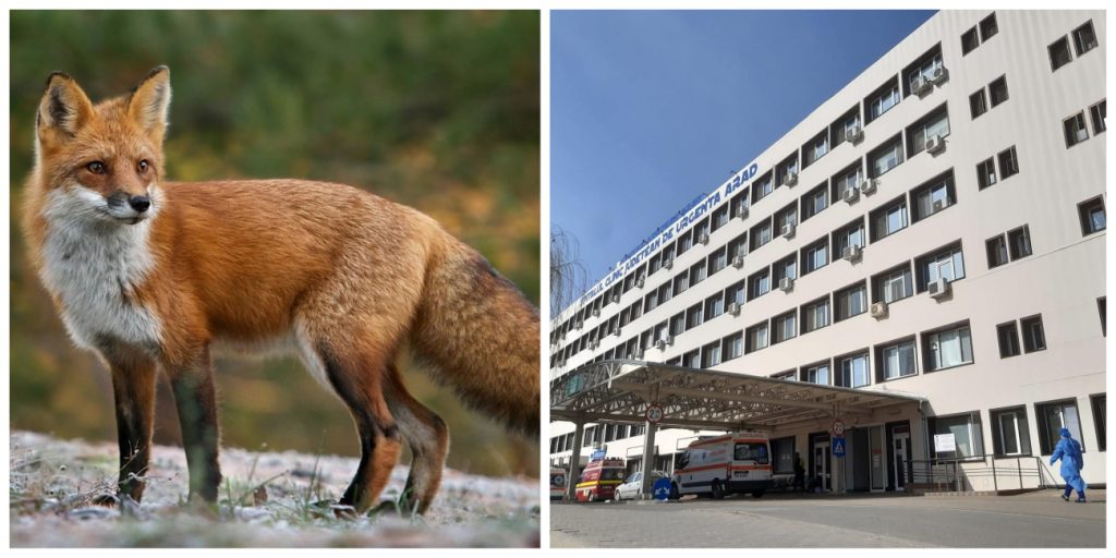 Pacient muşcat de vulpe, tratat la Spitalul Judeţean Arad
