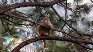 Primul deces provocat de un virus extrem de rar, raportat in China. Cum se transmite Monkey B