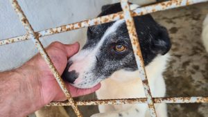 Cruda lume a celor care nu cuvântă: abandonate pe străzi, pe câmpuri sau prin tomberoane, animalele își caută familii adoptive