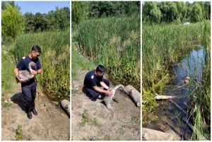 Pui de lebădă prins în firele de pescuit, la Măltăreț, salvat de pompieri
