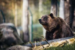 Un cioban găsit mort, iar un altul rănit după ce un urs a atacat lângă o stână