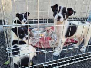Doar trei cățeluși și-au găsit stăpâni în urma expoziției cu adopție