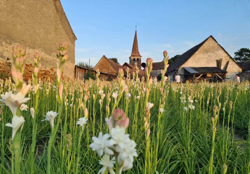 Tuberoza de Hoghilag, prima floare din România protejată la nivel european