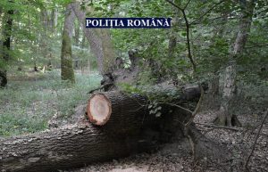 Beat la volan și cu lemne furate în mașină, un ineuan s-a ales cu dosar penal