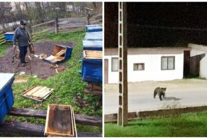 Urşii din Moneasa, (încă) un motiv pentru lichidarea animalelor