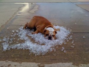 Canicula, un pericol și pentru animale