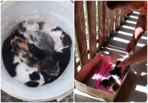 Șapte pisicuțe găsite, într-o găleată, de drumari