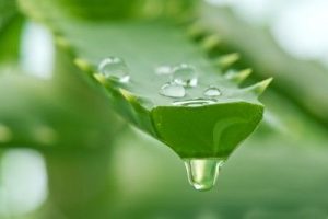 Cum preparam si degustam gelul de Aloe Vera?