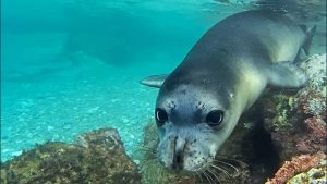Grecia îl caută pe ucigașul lui Kostis, foca simbol din Alonissos
