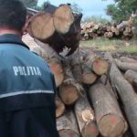 Transport ilegal de lemn depistat pe DN7. Amendă de 12.000 de lei și material confiscat
