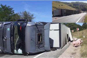 Circulație restricționată pe DN1, Cluj-Oradea: Un TIR cu peste 100 de porci s-a răsturnat pe carosabil