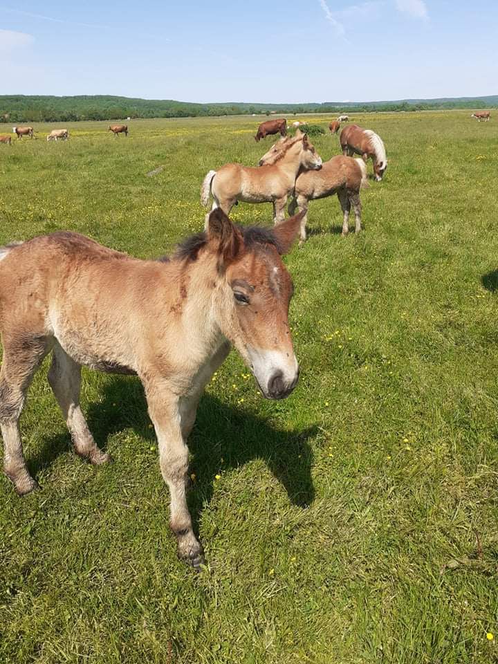 Șase cai, în valoare de 31.000 de lei, furați de pe un teren din satul Țela