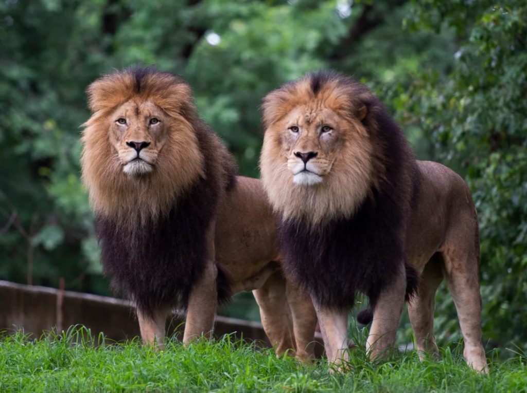 Washington: Șase lei africani și trei tigrii de la gradina zoologică, testați pozitiv la COVID-19