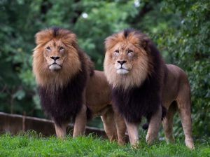 Washington: Șase lei africani  și trei tigrii de la gradina zoologică, testați pozitiv la COVID-19