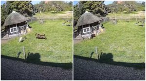 O găină atacată de un şoim a fost salvată de un cocoş şi o capră, într-un video viral