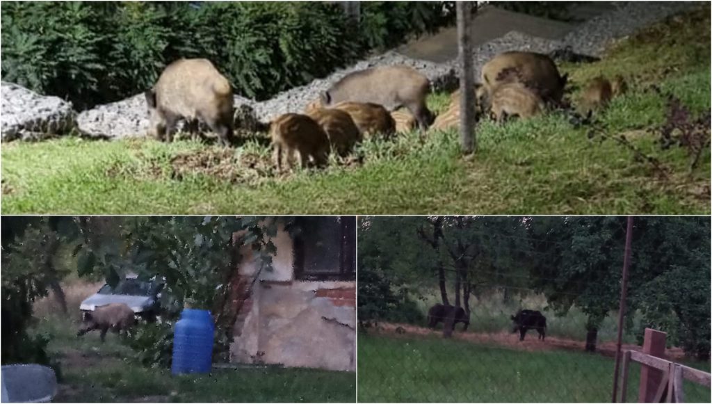 Mistreții coboară în Oradea: Animalele sălbatice atacă pe strada Adevărului. Oamenii cer ajutor