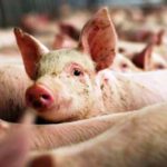 DSP Arad: Atenție la trichineloză!