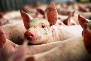 Majoritatea focarelor de pestă au fost închise