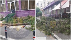 Amendați cu 5.000 de lei pentru că au tăiat doi pomi de pe spațiul public