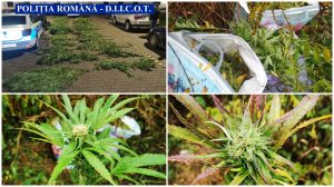 Cultură de cannabis găsită în județul Arad