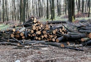 Un bărbat de 34 de ani din Gurahonț, prins în timp ce fura lemne din Vârfurile