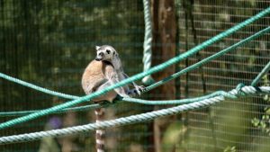 O grădină zoologică din SUA a început să vaccineze animalele împotriva COVID-19