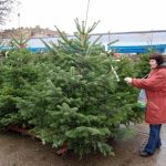 A început colectarea brazilor de Crăciun în municipiul Arad