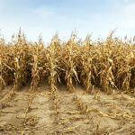 Agricultura românească, lovită de secetă: „Porumbul a fost afectat în proporție de 100%”